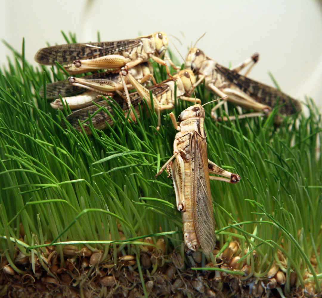 这次的蝗虫灾害为什么这么大,此次的蝗灾有多严重