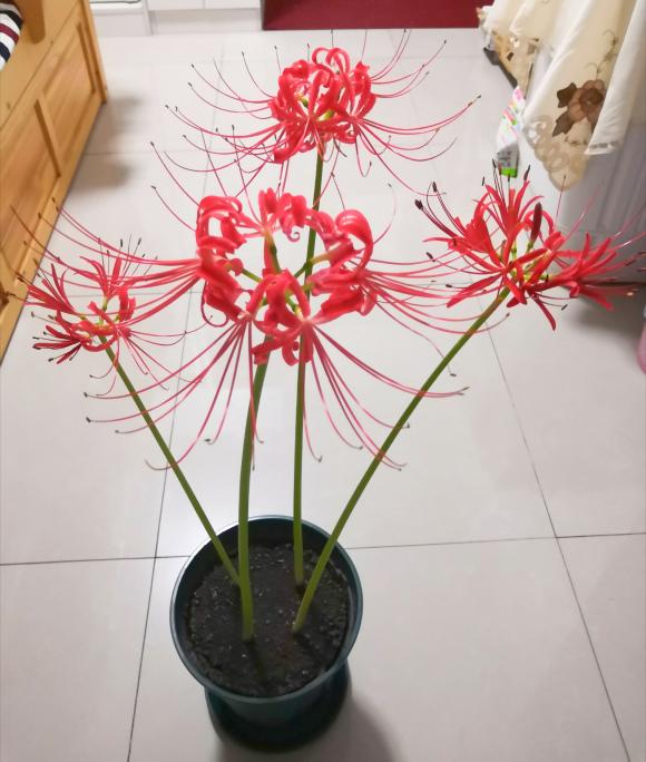 无意间发现了一株幽灵花,大山深处难得一见的幽灵花