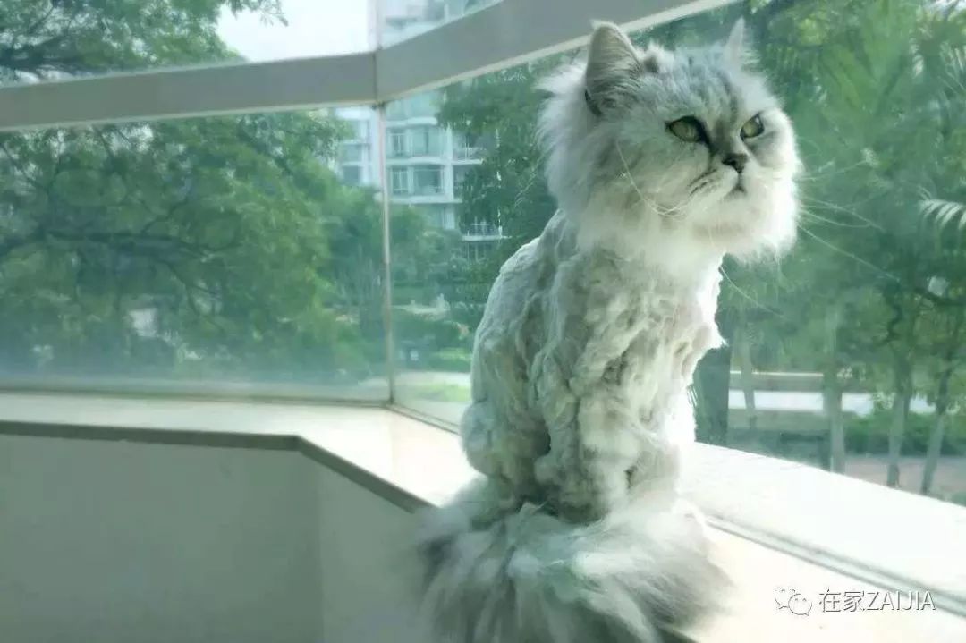 当猫咪剃了毛之后,春天猫咪剃了毛一直发抖