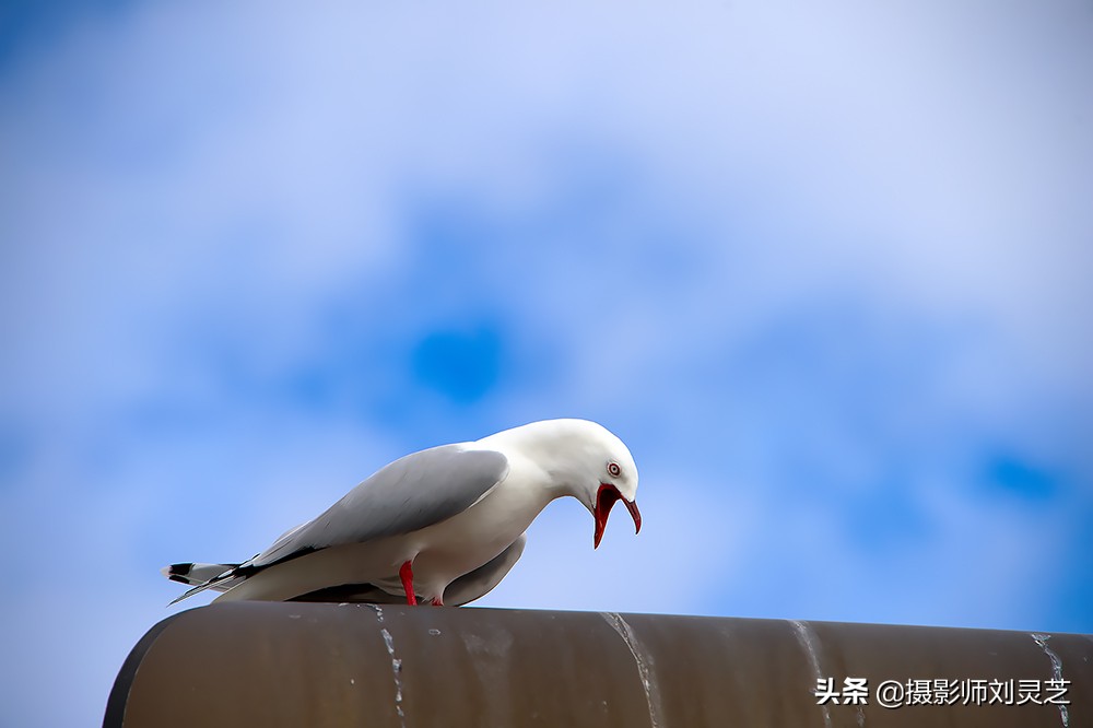 自驾新西兰箭镇,自驾新西兰纪录片