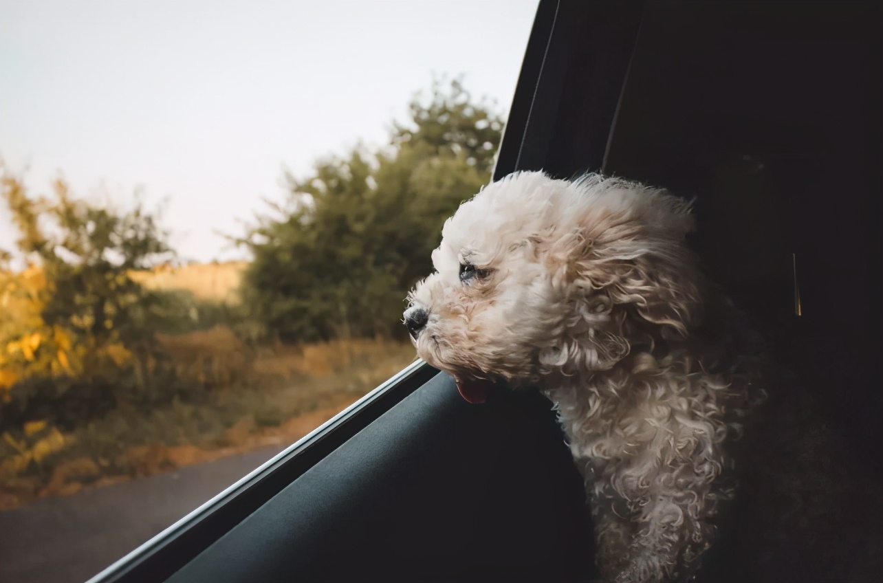 狗狗也会晕车吗狗狗晕车怎么办,狗狗晕车后呕吐怎么办最有效方法