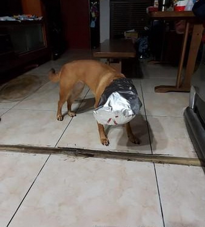 宠物狗不小心吃了塑料袋怎么办,宠物狗不小心吃了塑料袋