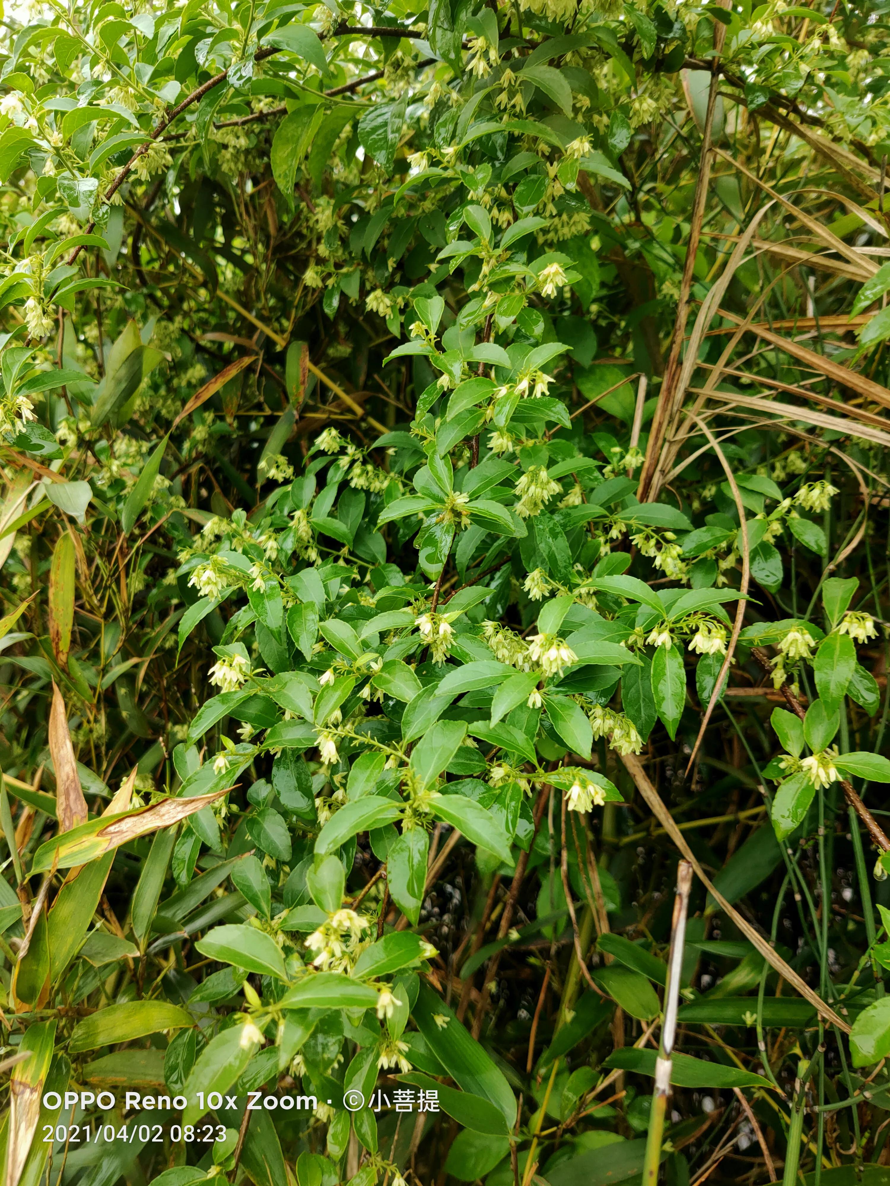 清明时节开花的花草有哪些,早春时节各种植物的样子