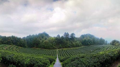 时光大师茶叶加盟,时光大师抗衰项目