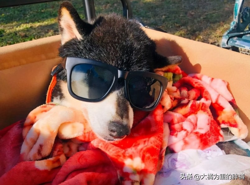 被主人安乐的柴犬,台湾安乐死狗