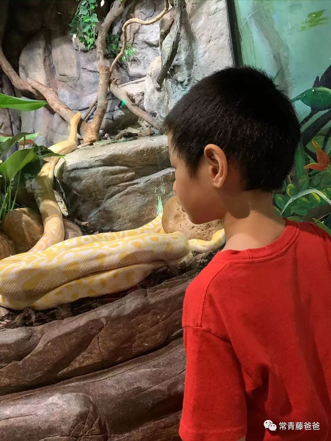 广州长隆游玩攻略水上乐园怎么去,过年去珠海长隆海洋王国游玩攻略