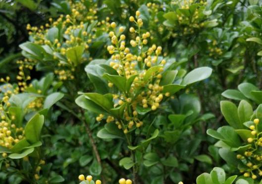 米兰用什么土养殖方法,米兰的养殖方法及注意事项图片