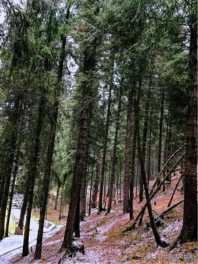 春天里的一抹绿色,春天的一抹绿意