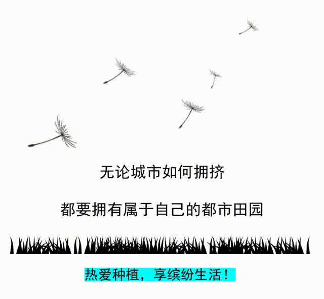 阳台盆栽茄子秧发黄枯萎怎么办 (茄子怎么盆栽)