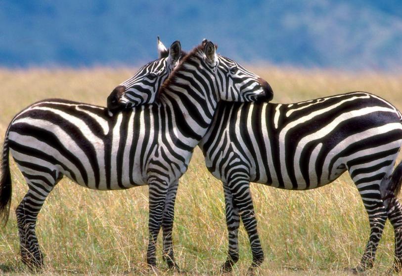 斑马斑马你不要睡着啦什么意思,斑马斑马你不要睡着啦是什么意思