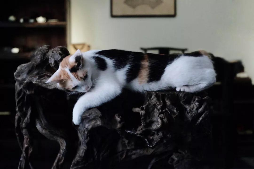 一人一茶一猫陪伴的时光,一人一茶一猫