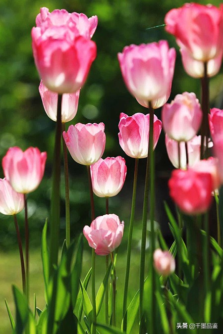 静物摄影作品欣赏郁金香,郁金香的摄影作品欣赏