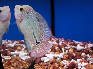 罗汉鱼种类和饲养,罗汉鱼疾病治疗用什么药