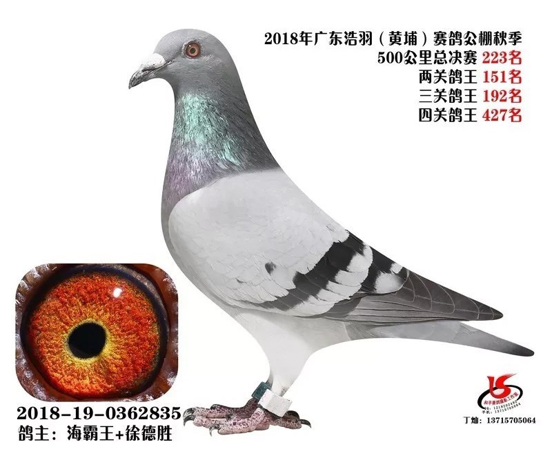 海霸王詹森纪录,冠霖公棚2017年获奖鸽欣赏