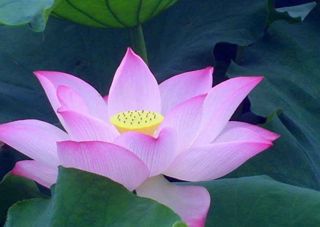 水芙蓉与荷花的区别,水芙蓉是荷花吗