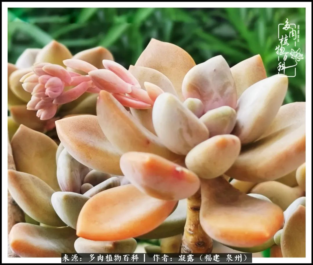 多肉日记严选,多肉日记大全100字