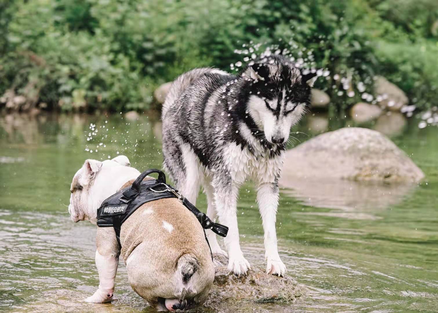 带宠物去旅游好玩吗,带着宠物去旅行游乐设施