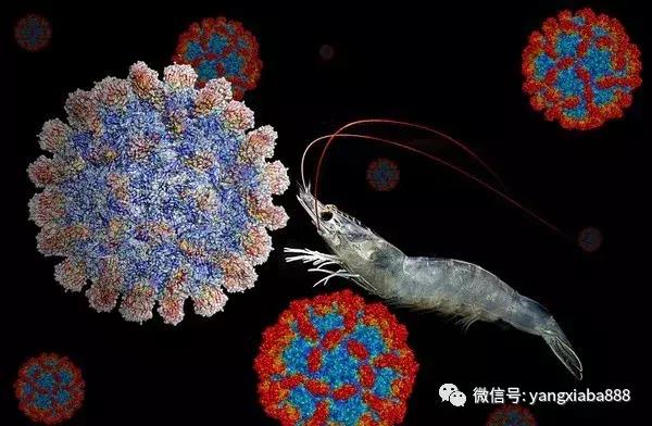 白对虾养殖正常死亡率,对虾病致死