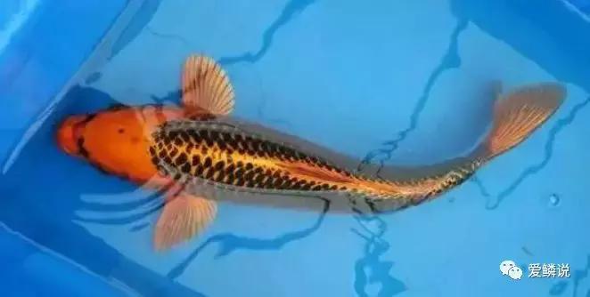 閴磋祻閿﹂菠,閴磋祻閿﹂菠鏁欏