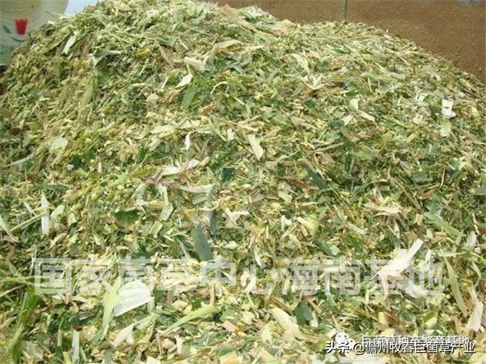 天津静海区：东高庄村种植巨菌草2000亩