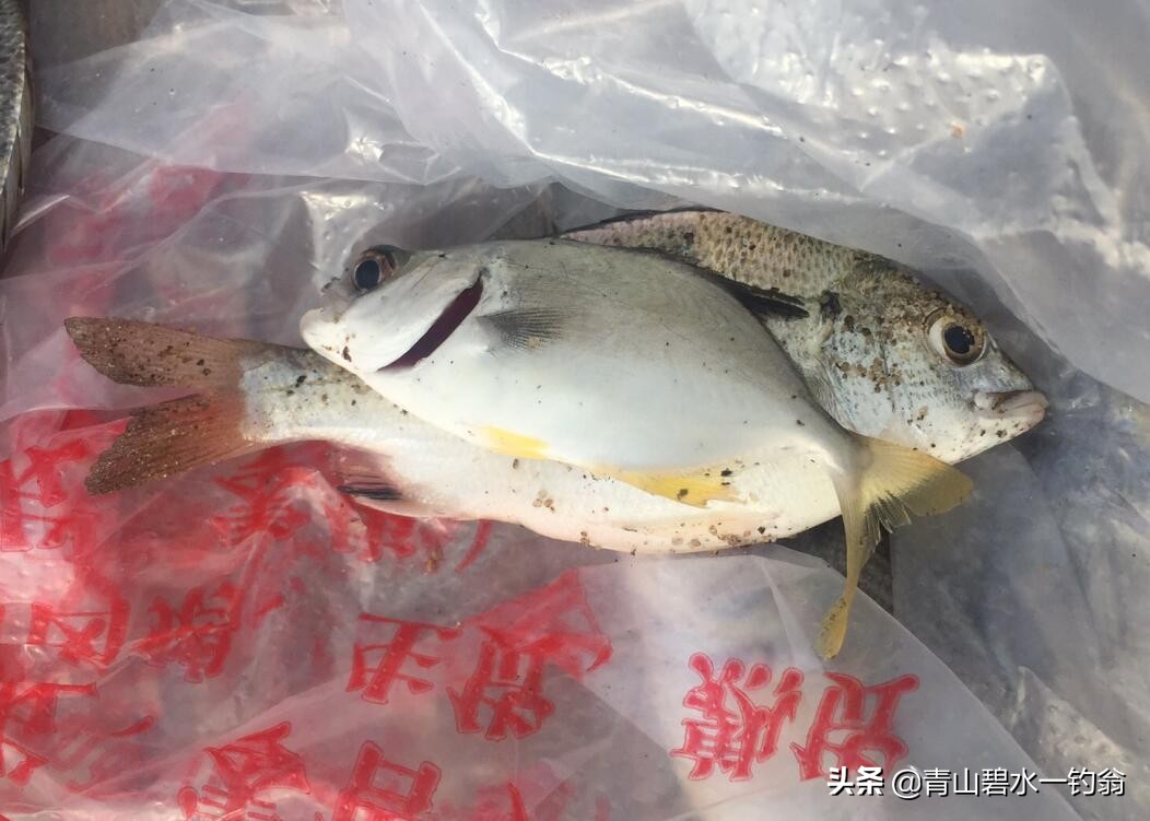 深圳海钓免费地点推荐,深圳大鹏海钓免费最佳地点