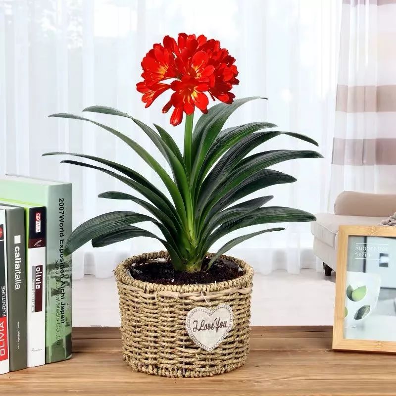 怎么用垃圾养君子兰,垃圾养君子兰的方法