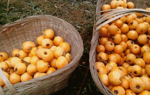 若家境允许,建议吃这5大水果,不吃垃圾食品,大人孩子都喜欢