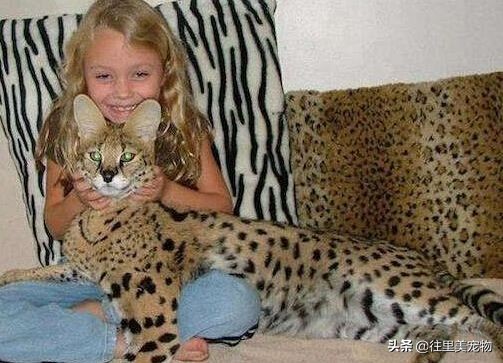 哪种宠物猫可以遛,适合野外遛的宠物猫有哪些