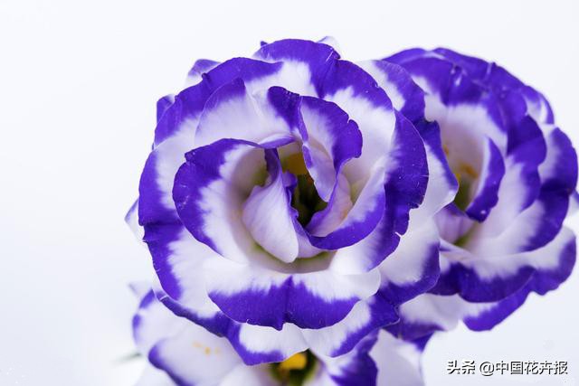 又到了吃桔梗、赏桔梗的好时节，你准备好了吗？