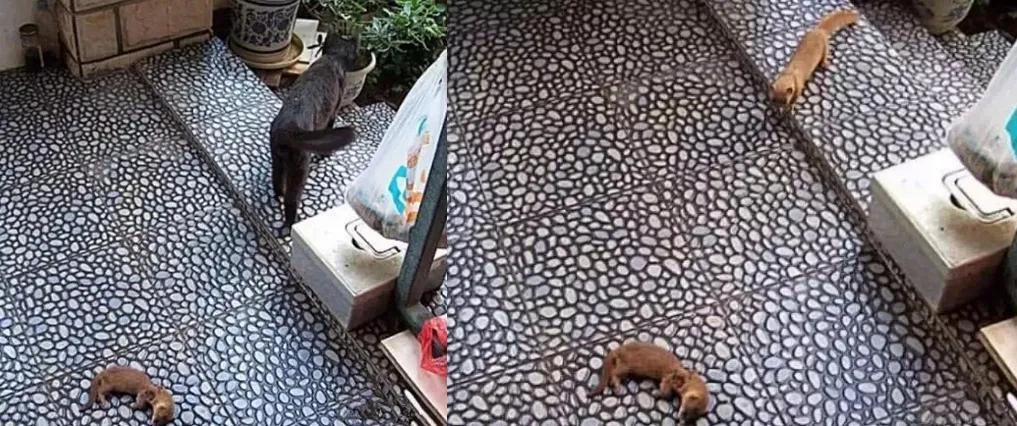 北京的黄鼠狼,北京市区黄鼠狼