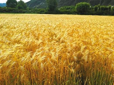 你把锋芒直插苍穹:高原“精灵”青稞的风采(原创)