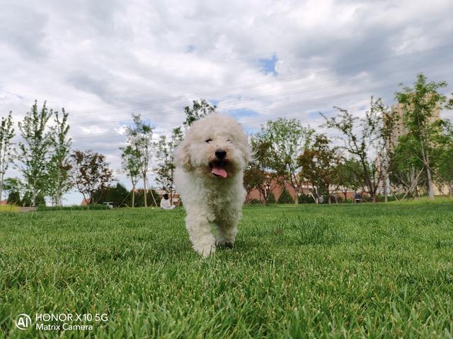 荣耀热门五款机型拍照对比：分别是Play4T/X10/30S/30/30Pro