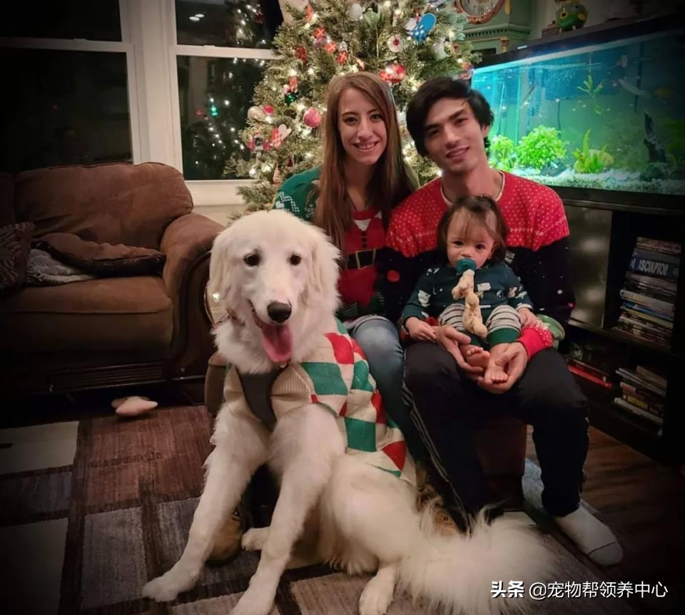 大白熊的奇怪行为,大白熊有多胆小