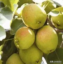 南疆印象的来历,南疆第一城库尔勒