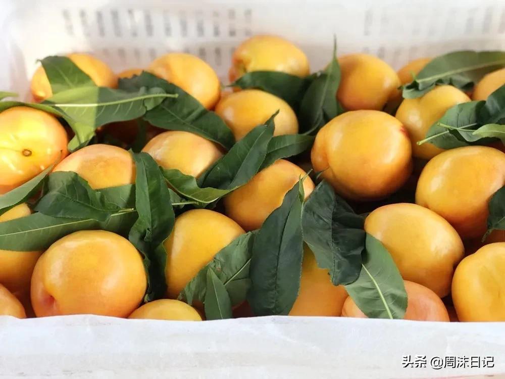 早熟的黄油桃,黄油桃无毛