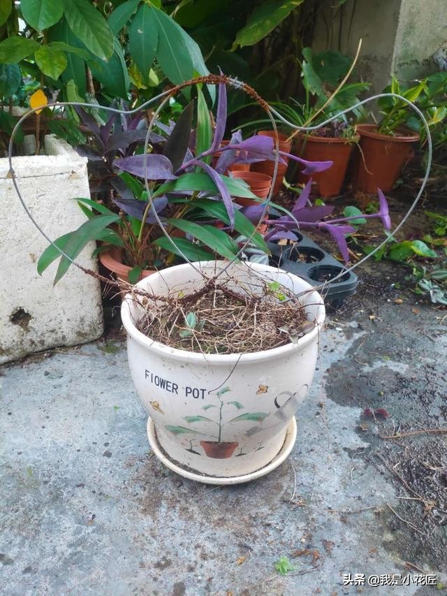 适合阳台种植的爬藤植物都有哪些,家庭阳台种什么爬藤植物比较好