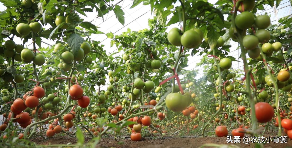 冬季蔬菜低温冻害常发生,14个预防措施、5个补救方法能帮你