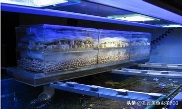 一周不在家孔雀鱼怎么办呢,假期不在家孔雀鱼会不会死