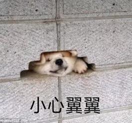 过海关被取消签证还能再申请吗,出国被海关劝返签证还能用吗