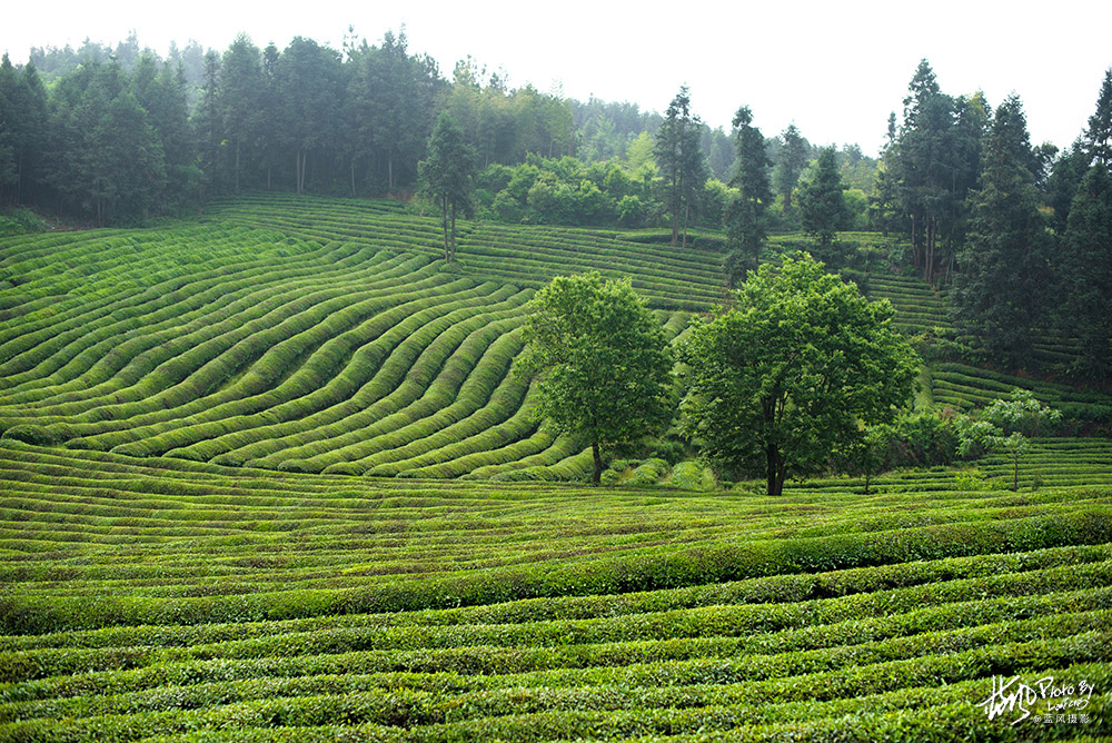 景德镇浮梁茶是什么茶,景德镇除了陶瓷还有什么比较出名