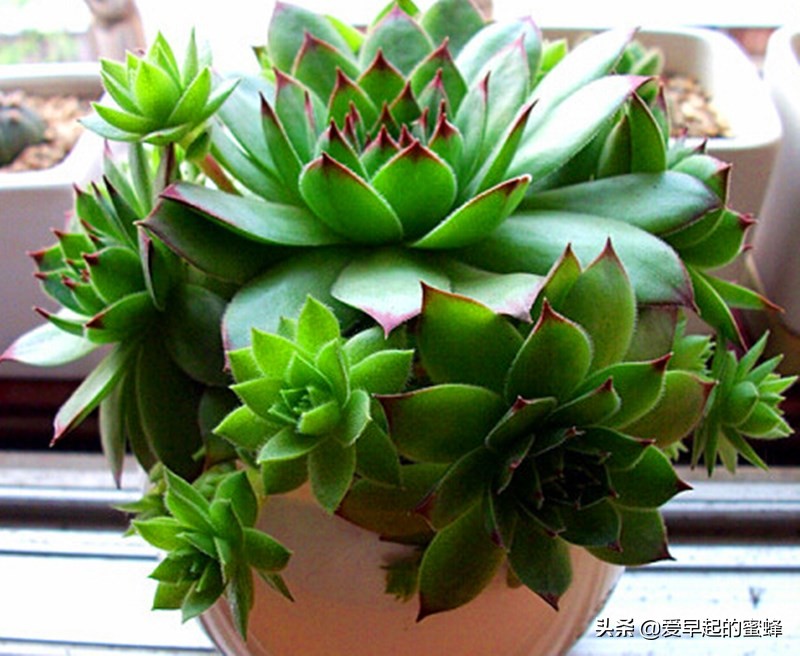 观音莲种了快一个月不长,观音莲断了怎么养