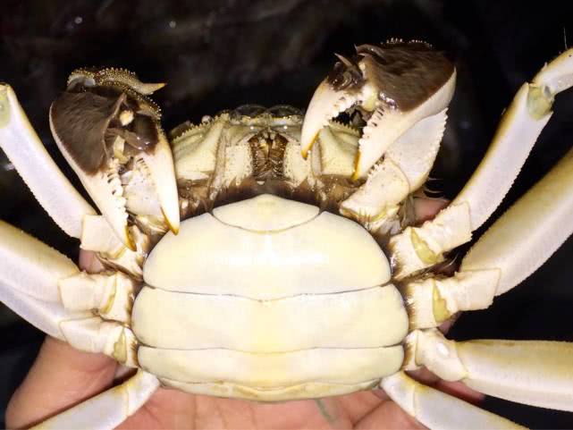 买螃蟹是早上买还是下午买便宜,买螃蟹时买到最好的螃蟹