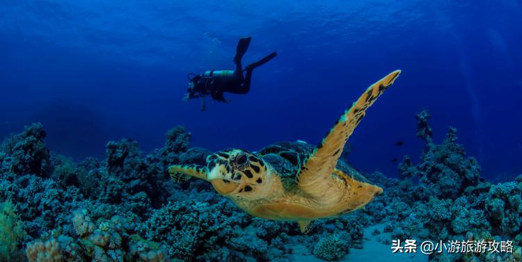 潜水小白必看,潜水圣地三天旅游攻略