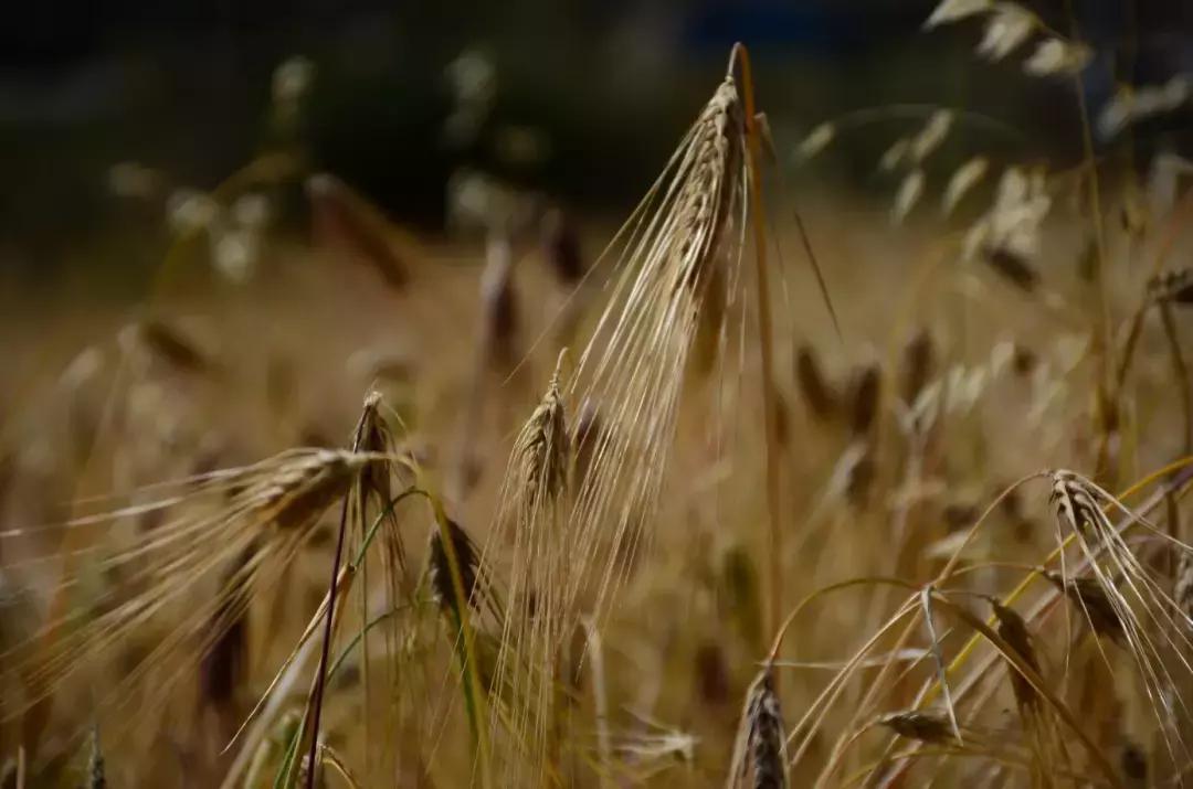 秋天的壤塘风景,壤塘秋天风景