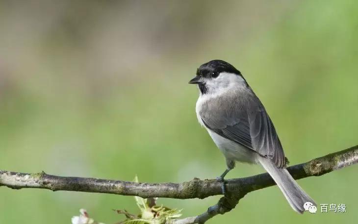 红子鸟饲养与管理,如何判断红子鸟会不会叫