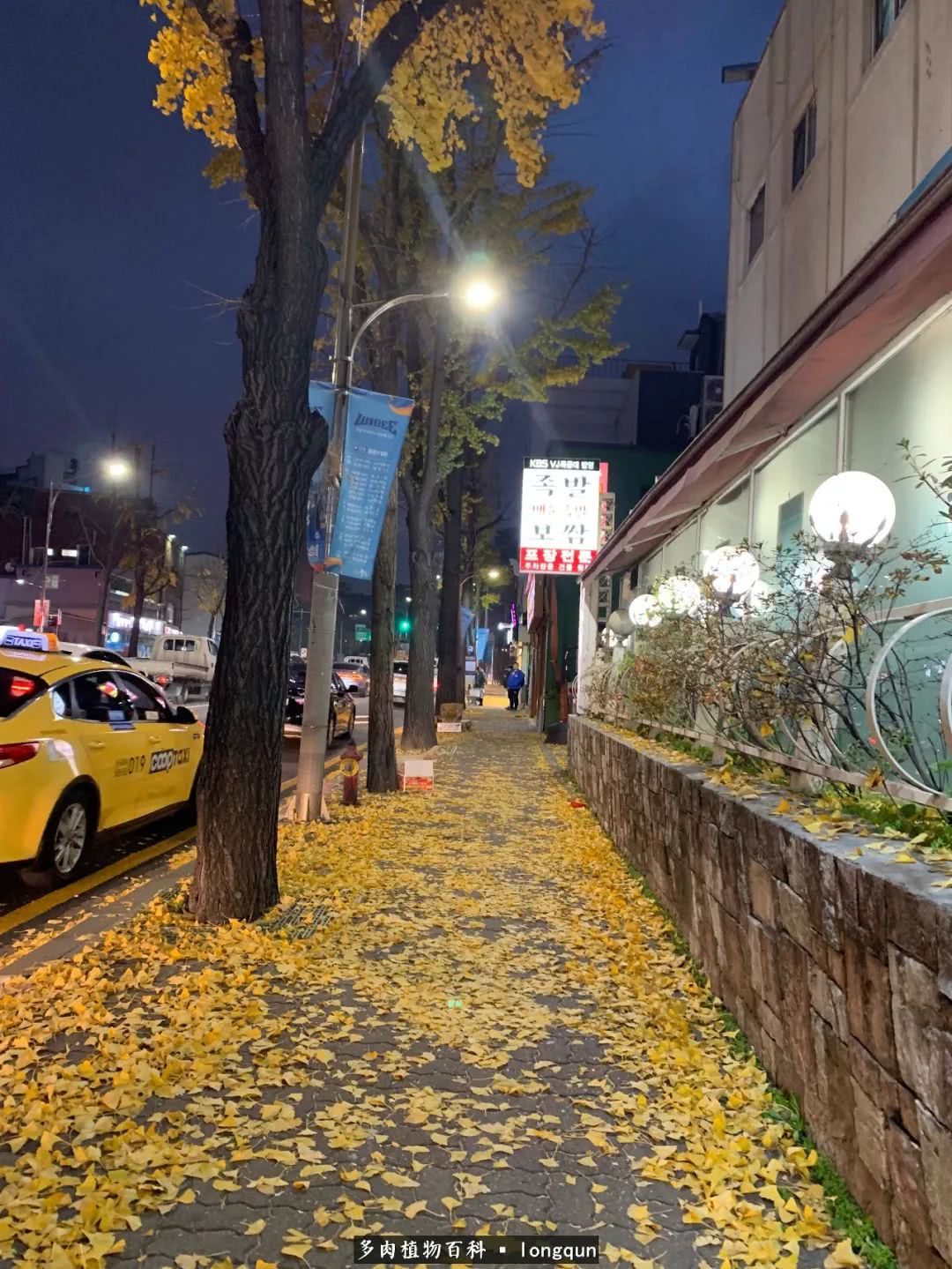 肉叔带你走遍韩国多肉大棚,记一次精彩的采摘之旅