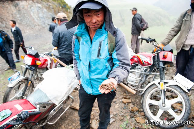 最好的虫草10斤虫草价值多少,正宗西藏鲜虫草多少钱一斤