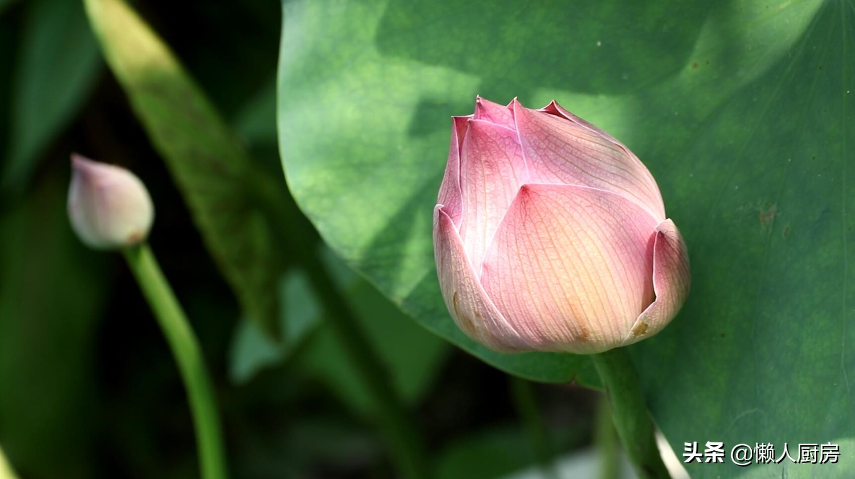 既能观赏又能吃的荷花,什么样的荷花可以吃