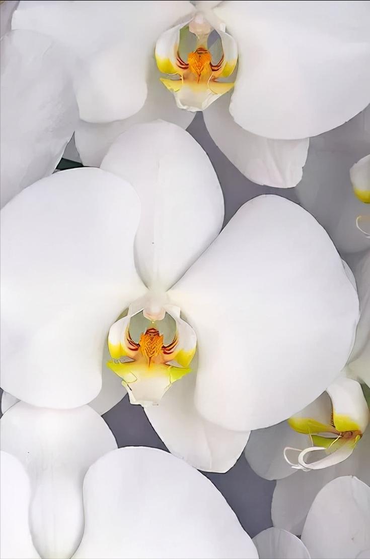 鍏拌姳绉嶇被鍥鹃壌,鐪嬭姦澶磋鲸鍏拌姳绉嶇被