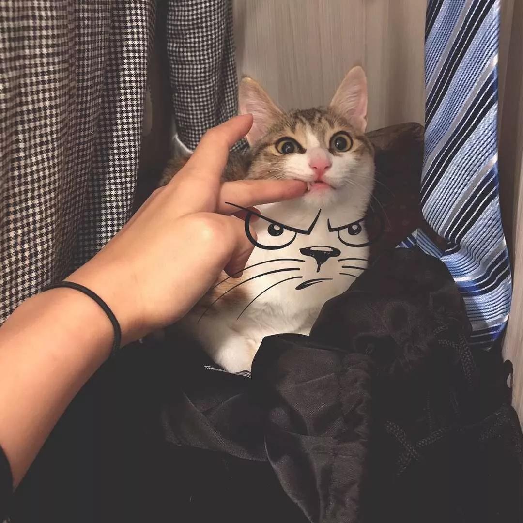 性格最温顺的小猫咪是什么,养一只超凶的小猫咪是什么体验